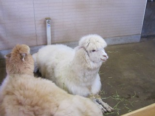 s-IMG_5223.jpg