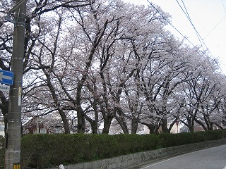 sakura0404.jpg