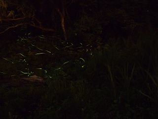 s-P6070566.jpg